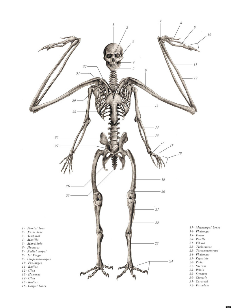Illustration for article titled Mythological creatures are cooler when they're anatomically correct